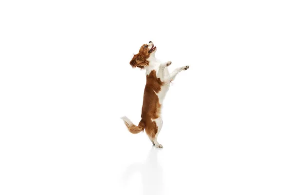 Zabawny Słodki Pies Cavalier King Charles Spaniel Stojący Tylnych Nogach — Zdjęcie stockowe
