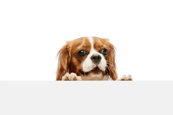 Słodki Zabawny Piękny Pies Czystej Krwi Cavalier King Charles Spaniel — Zdjęcie stockowe