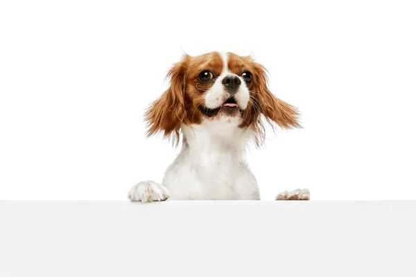Netter Lustiger Wunderschöner Reinrassiger Hund Von Cavalier King Charles Spaniel — Stockfoto