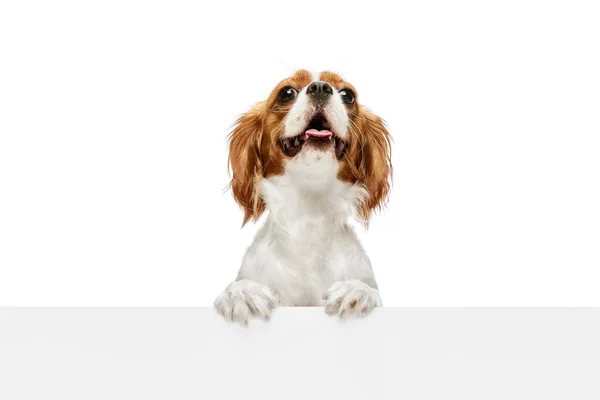 カヴァリエ王チャールズ スパニエルのかわいい 面白い 美しい純血種の犬は 白いスタジオの背景に対して表を見ています ペット ペットの友人 アクション 楽しみ 広告の概念 — ストック写真