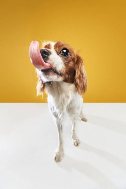 Süvari Kralı Charles Spaniel 'in sarı stüdyo arka planına yapışmış dilli şirin, safkan köpeğinin komik bir görüntüsü. Hayvan, hayvan, bakım, veteriner, eylem, eğlence, duygular, reklam kavramı