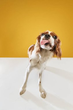 Süvari Kralı Charles Spaniel 'in sarı stüdyo arka planına yapışmış dilli şirin, safkan köpeğinin komik bir görüntüsü. Hayvan, hayvan, bakım, veteriner, eylem, eğlence, duygular, reklam kavramı