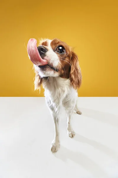 Grappig Beeld Van Schattige Rasechte Hond Van Cavalier King Charles — Stockfoto