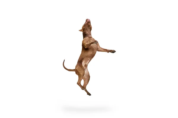 純血種の 愛らしい犬のダイナミックなイメージ 白いスタジオの背景に向かってジャンプするアメリカのピットブル テリア 動物のライフスタイルの概念 美しさ アクション 広告のコピースペース — ストック写真