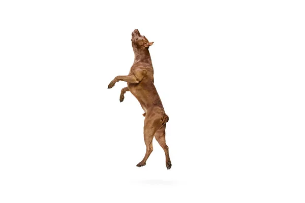 纯正可爱的狗的动态图像 美国的斗牛犬在白色的工作室背景下跳跃 动物生活方式 动作的概念 广告的复制空间 — 图库照片