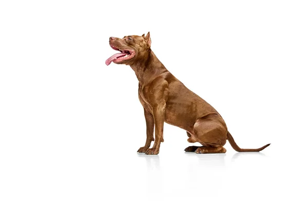 狗的侧视图图像 纯正的美国斗牛犬坐在白色的摄影棚背景上 舌头伸出 动物生活方式 繁殖的概念 广告的复制空间 — 图库照片