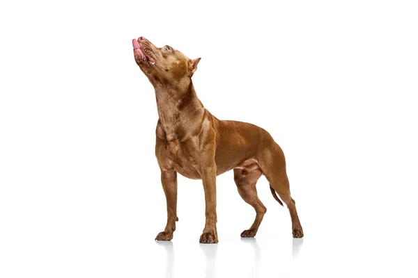 白のスタジオの背景に立っているアメリカのピットブルテリアの強力で筋肉質で純粋な犬 動物のライフスタイルの概念 美しさ アクション 広告のコピースペース — ストック写真