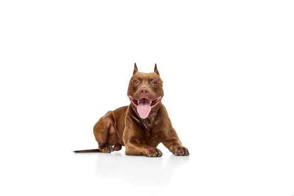 Perro Pura Raza Pitbull Terrier Americano Acostado Con Lengua Sobresaliendo — Foto de Stock