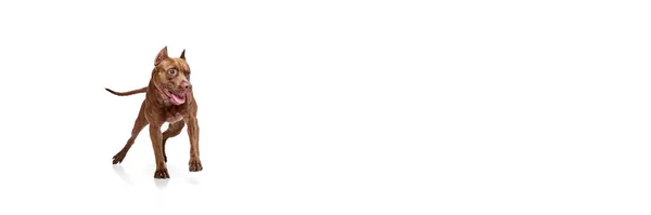 Чистий Собака Американського Пітбультер Єра Русі Біжить Білому Фоні Студії — стокове фото