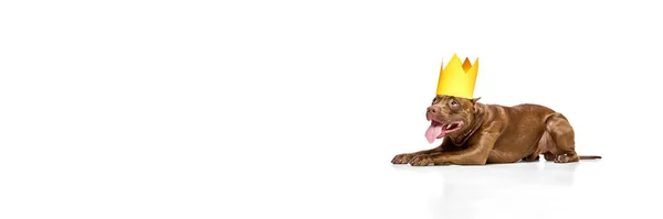 美国斗牛犬纯种犬躺在地板上 头戴纸冠 头戴白色工作室背景 动物生活方式 繁殖的概念 广告的复制空间 — 图库照片