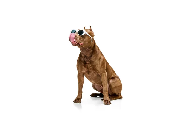 白いスタジオの背景の上に突き出た舌で座ってサングラスをかけたアメリカのピッツブル テリアの愛らしい犬 動物のライフスタイル 美しさ 品種の概念 広告のコピースペース — ストック写真