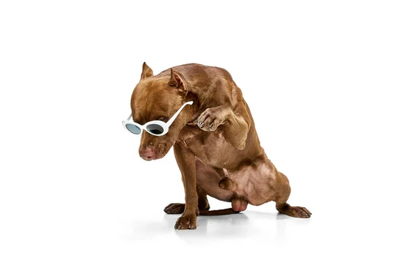 Стильна Собака Американського Пітбультер Єра Сонцезахисних Окулярах Сидять Язиком Білому — стокове фото