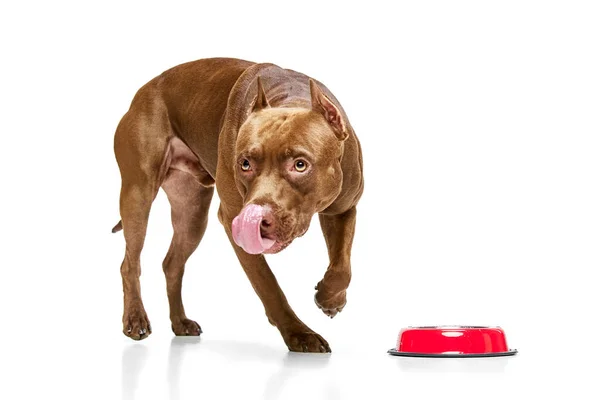 Piękne Rasowe Psy Amerykański Pitbull Terrier Jedzący Jedzenie Białym Tle — Zdjęcie stockowe