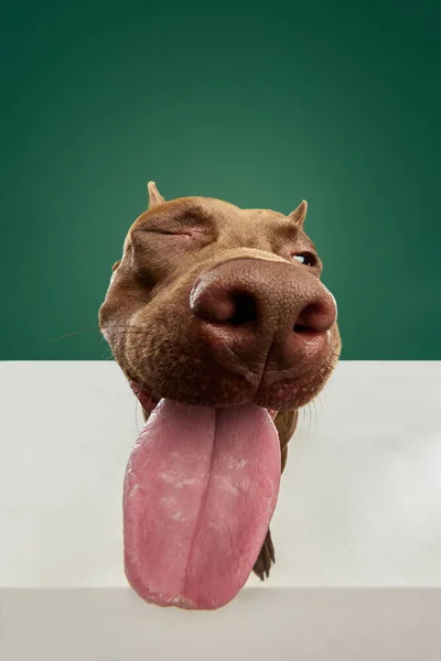 Close Obraz Psów Kaganiec Czystej Krwi American Pitbull Terrier Językiem — Zdjęcie stockowe