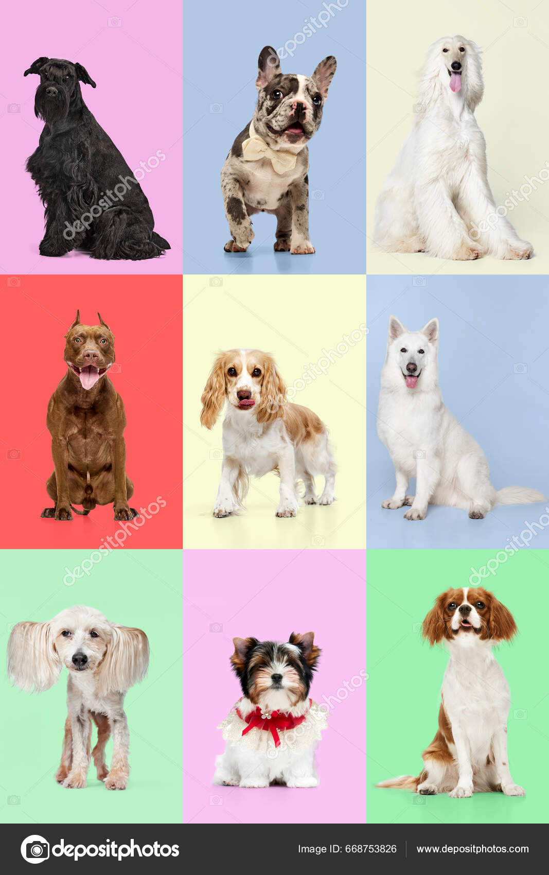 Creative Collage Made Different Breeds Dogs Full Length Images