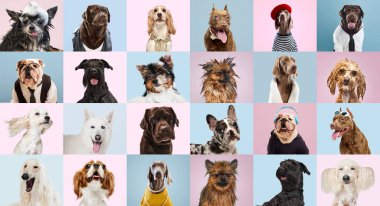 Farklı köpek türlerinden oluşan yaratıcı kolaj. Çok renkli arka planda poz veren safkan, komik ve ciddi köpekler. Hayvan hayatı kavramı, evcil hayvan arkadaşı, bakım, veteriner, reklam.