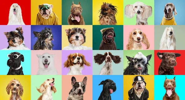 Çok Renkli Arka Planda Poz Veren Farklı Köpek Türlerinden Oluşan — Stok fotoğraf