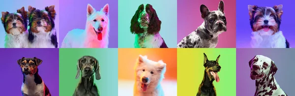 由不同品种的狗组成的创造性拼贴 在霓虹灯下 纯正漂亮的狗在姿势上获得了五彩斑斓的背景 动物生命的概念 宠物朋友 — 图库照片