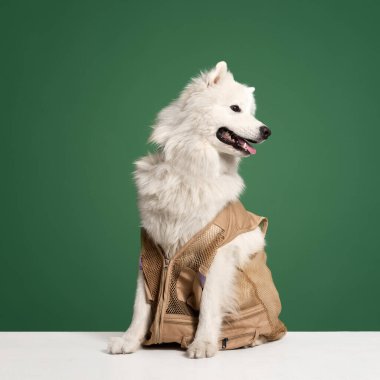 Turist. Tarz sahibi, pozitif, saf, kahverengi yelekli Samoyed köpeği yeşil stüdyo arka planında oturuyor. Gezgin. Hayvanlar, hayvan modası, tarz, eğlence ve mizah anlayışı, veteriner. İlan için alanı kopyala