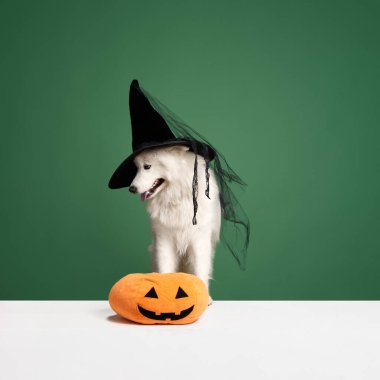 Siyah cadı şapkası ve balkabağı takmış, yeşil stüdyo geçmişine karşı beyaz, Cheeful Samoyed köpeği. Cadılar Bayramı. Hayvanlar, hayvan modası, tarz, eğlence ve mizah anlayışı, veteriner. İlan için alanı kopyala