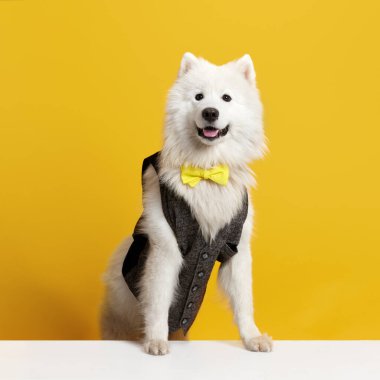 Sarı stüdyo arka planında poz veren sevimli, saf, yelekli bir köpek. Şık bir görünüş. Hayvanlar, hayvan modası, tarz, eğlence ve mizah anlayışı, veteriner. İlan için alanı kopyala