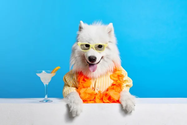 Fröhlicher Samoyed Hund Mit Hals Bunte Florale Accessoires Sonnenbrille Und — Stockfoto