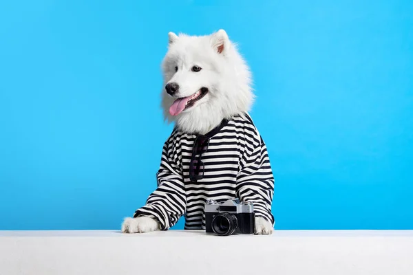 Tersenyum Anjing Ras Samoyed Dengan Lidah Mencuat Kemeja Bergaris Garis — Stok Foto