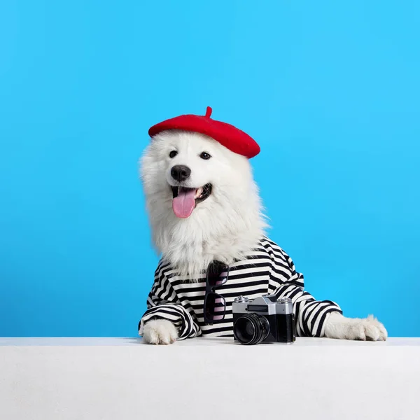 快乐的 微笑的 可爱的纯种萨摩亚狗 条纹受伤 红色贝雷帽与蓝色工作室背景 动物的概念 宠物的时尚 乐趣和幽默 广告的复制空间 — 图库照片