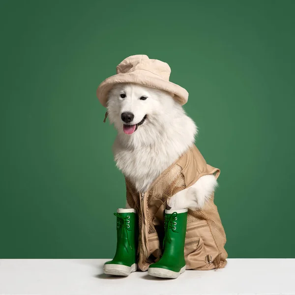 スタイリッシュでポジティブで ブラウンウエストコートと緑色のゴム製ブーツのサモイードドッグ 動物の概念 ペットのファッション スタイル 楽しみとユーモア Adのためのスペースをコピーする — ストック写真