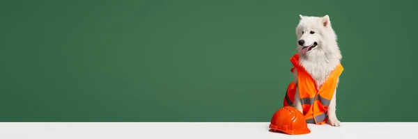 Мбаппе Белый Чистокровный Самоед Оранжевом Плаще Шлем Зеленом Студийном Фоне — стоковое фото