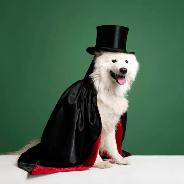 Осторожная Белая Чистокровная Самоедская Собака Черной Мантии Шляпе Сидящая Зеленом — стоковое фото