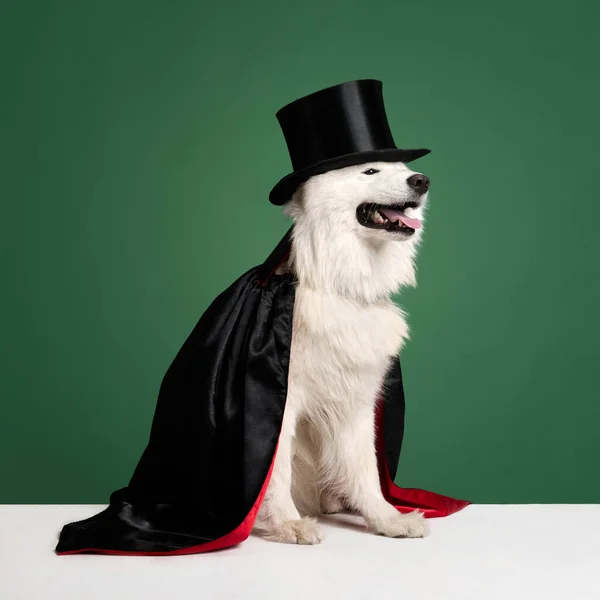 Осторожная Белая Чистокровная Самоедская Собака Черной Мантии Шляпе Сидящая Зеленом — стоковое фото