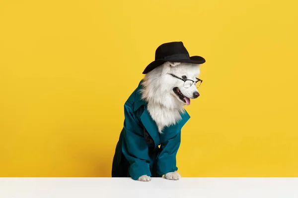 Озил Чистокровная Самоедская Собака Очках Шляпе Зеленом Пальто Желтом Студийном — стоковое фото