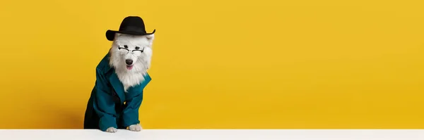 Озил Чистокровная Самоедская Собака Очках Шляпе Зеленом Пальто Желтом Студийном — стоковое фото
