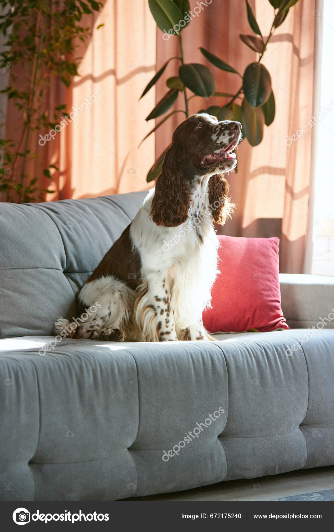 Beautiful Purebred Dog English Springer Spaniel Calmly Sitting