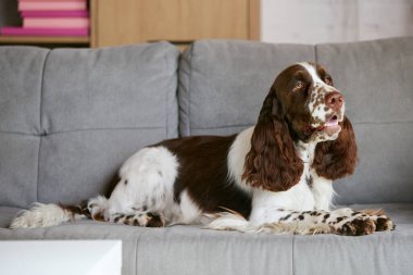 Safkan, rahat, sakin köpek, beyaz kahverengi kürklü İngiliz spanyeli, evdeki kanepede sakince yatıyor. Evcil hayvan konsepti, evcil hayvan, bakım, arkadaş, konfor, veteriner, reklam