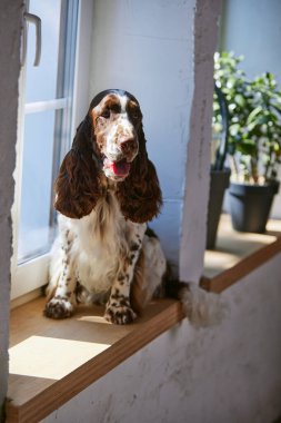 Neşeli, safkan, güzel bir köpek, İngiliz springer spanyel sıcak güneşli bir günde evdeki pencerenin yanında oturuyor. Evcil hayvan konsepti, evcil hayvan, bakım, arkadaş, konfor, veteriner, reklam