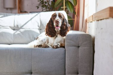 Güzel, saf, sakin bir köpek, beyaz kahverengi kürklü İngiliz spanyeli, kanepede uzanmış kameraya bakıyor. Güneş ışığı. Evcil hayvan konsepti, evcil hayvan, bakım, arkadaş, konfor, veteriner, reklam