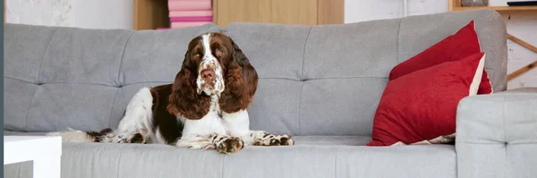 Purebred Kalme Hond Engelse Springer Spaniel Met Wit Bruin Vacht — Stockfoto