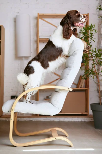 Παιχνιδιάρικο Καθαρόαιμο Σκυλί Αγγλικό Springer Spaniel Λευκή Καφέ Γούνα Στέκεται — Φωτογραφία Αρχείου