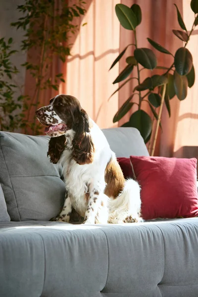 Beautiful Purebred Dog English Springer Spaniel Calmly Sitting Couch Home — Stock Photo, Image