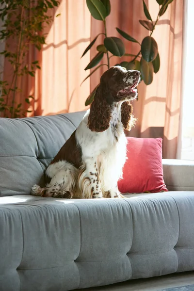 Bonito Cão Raça Pura Inglês Springer Spaniel Calmamente Sentado Sofá — Fotografia de Stock