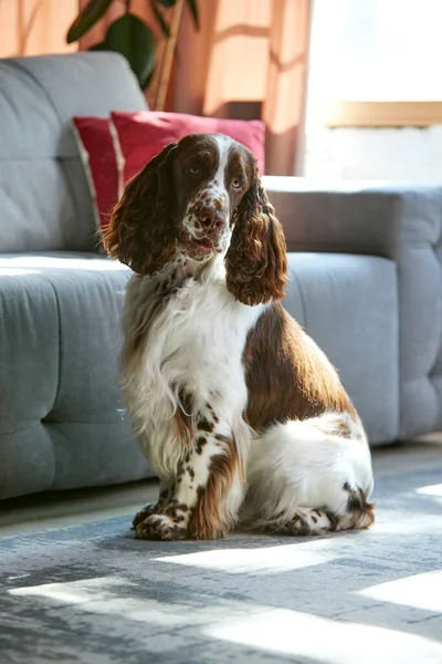 Beautiful Purebred Dog English Springer Spaniel Calmly Sitting Floor Couch — Stock Photo, Image