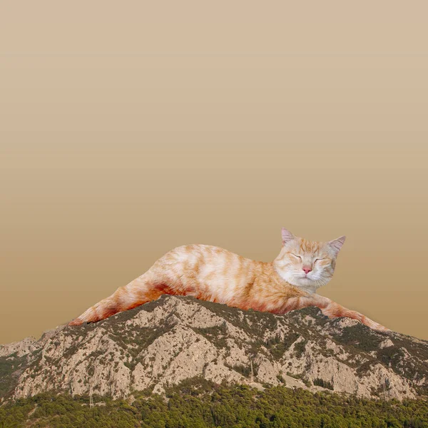 Gyönyörű Piros Hajú Macska Kép Hegy Felett Sárga Háttér Utazás — Stock Fotó