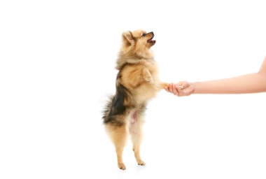 Evcil hayvan arkadaşı. Şirin, küçük bir köpek, safkan Pomeranya salyası arka ayakları üzerinde duruyor ve insan elini beyaz stüdyo arka planında tutuyor. Evcil hayvanlar, bakım, evcil hayvan sevgisi kavramı. İlan için alanı kopyala