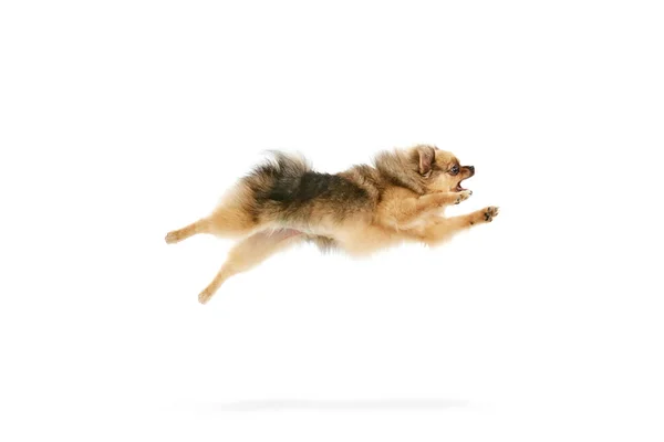 Hiperaktywny Zwierzak Zabawny Obraz Czystej Krwi Plującego Psa Ruchu Skaczącego — Zdjęcie stockowe