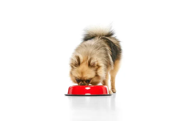 stock image Nutrition. Little, cute, purebred pomeranian spitz dog eating over white studio background. Concept of domestic animals, care, pet love, vet. Copy space for ad