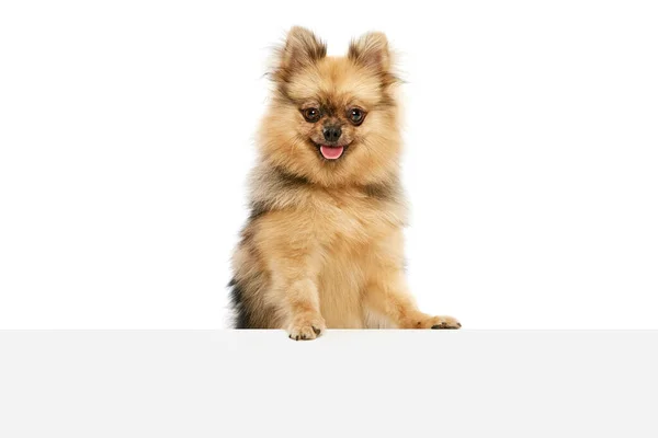 Schattig Positief Schattig Klein Huisdier Pomeranian Spitz Purebred Hond Leunend — Stockfoto