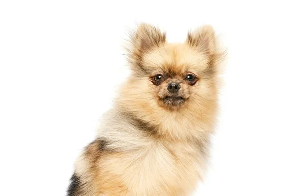 Leuke Hond Pomeranian Spitz Zitten Met Serieuze Muilkorf Uitdrukking Witte — Stockfoto