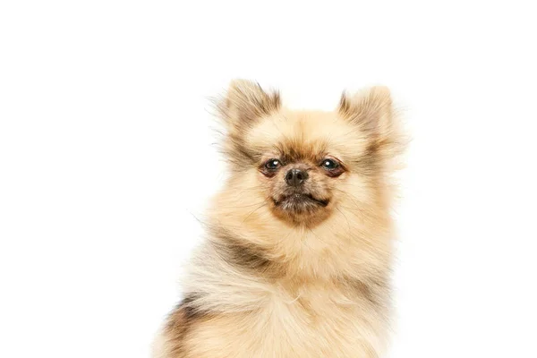Cute Dog Pomeranian Spitz Sitting Serious Muzzle Expression White Studio — Stock Photo, Image